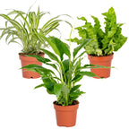 Mélange De 3 Plantes De Salle De Bain – Plante D'Intérieur
