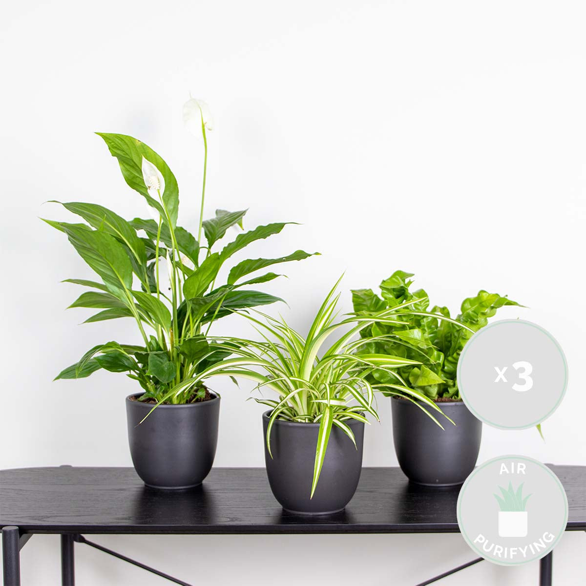 Mélange De 3 Plantes De Salle De Bain – Plante D'Intérieur