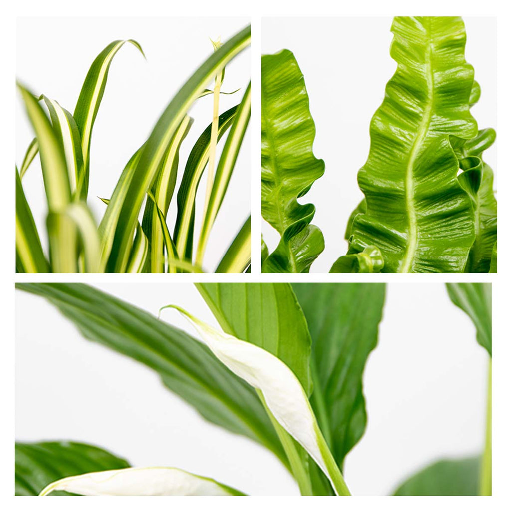 Mélange De 3 Plantes De Salle De Bain – Plante D'Intérieur
