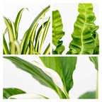 Mélange De 3 Plantes De Salle De Bain – Plante D'Intérieur