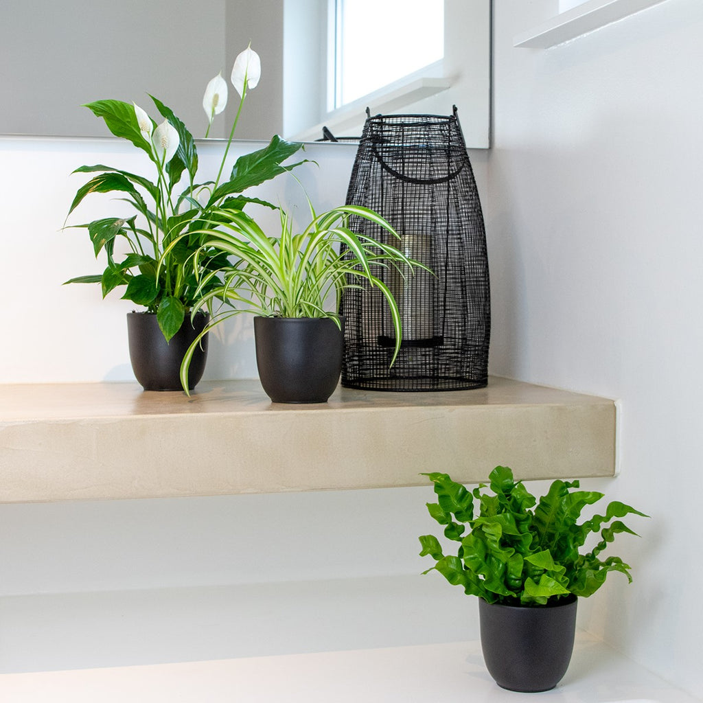Mélange De 3 Plantes De Salle De Bain – Plante D'Intérieur