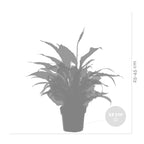 Mélange De 3 Plantes De Salle De Bain – Plante D'Intérieur