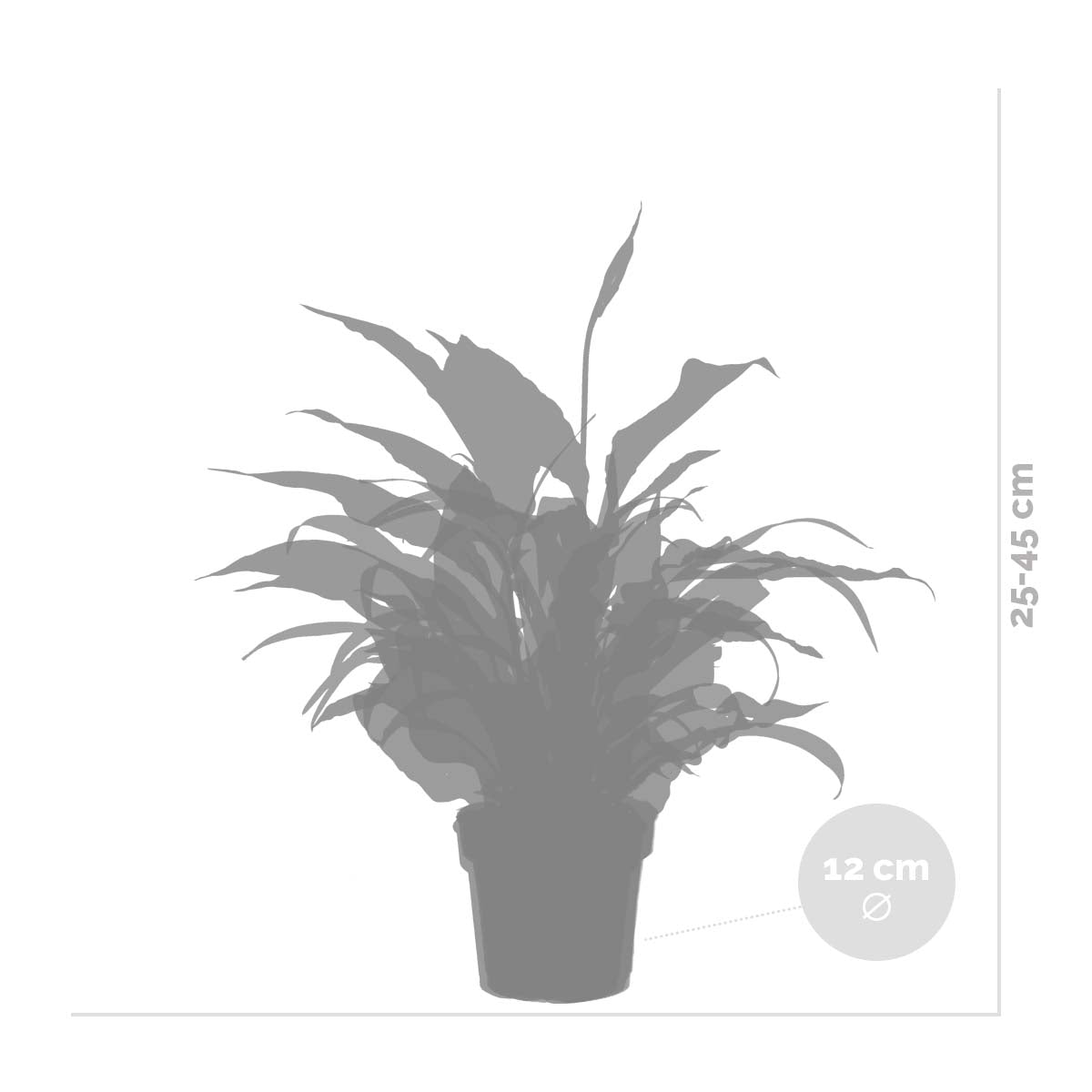 Mélange De 3 Plantes De Salle De Bain – Plante D'Intérieur