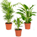 Mélange De 3 Plantes De Chambre – Plante D'Intérieur