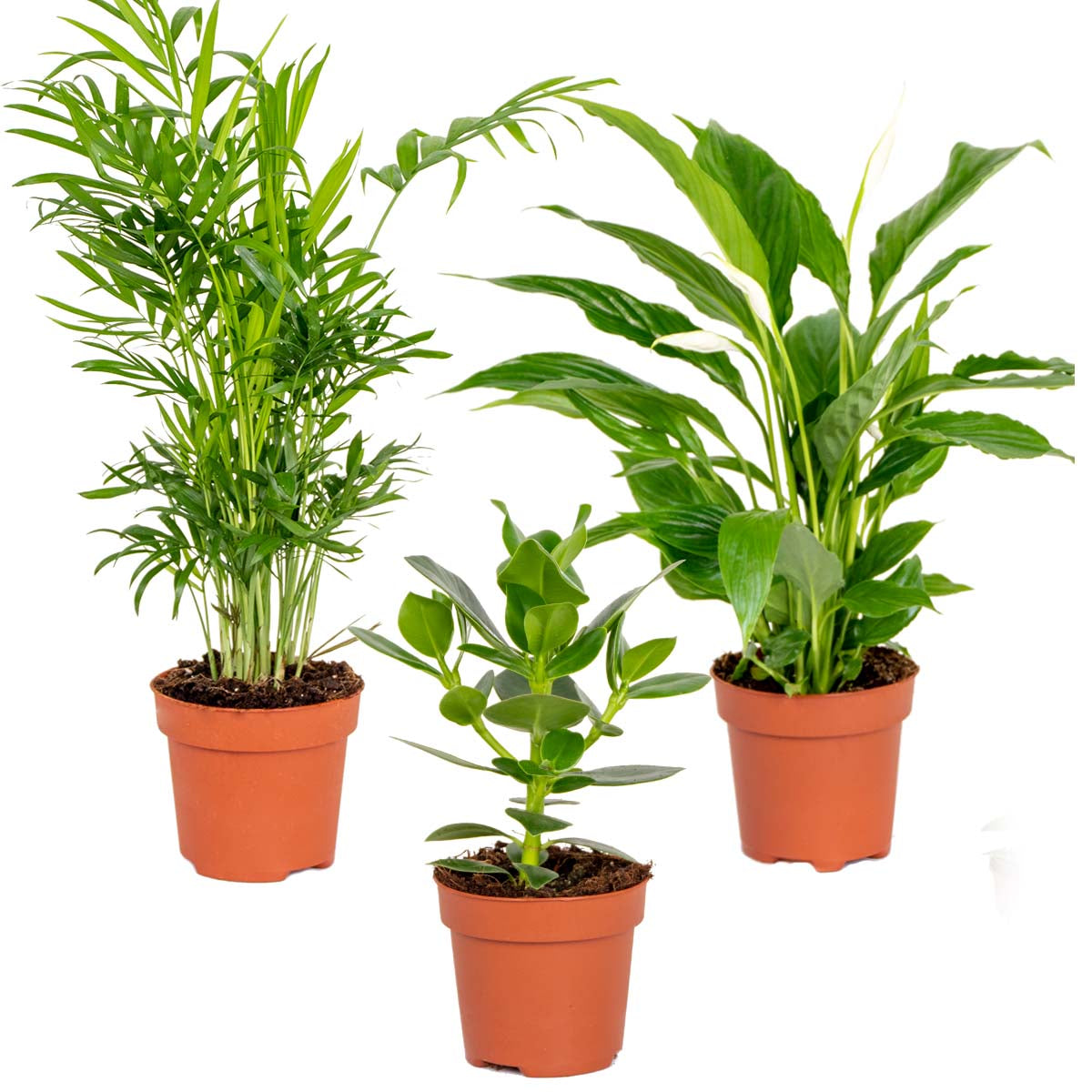 Mélange De 3 Plantes De Chambre – Plante D'Intérieur