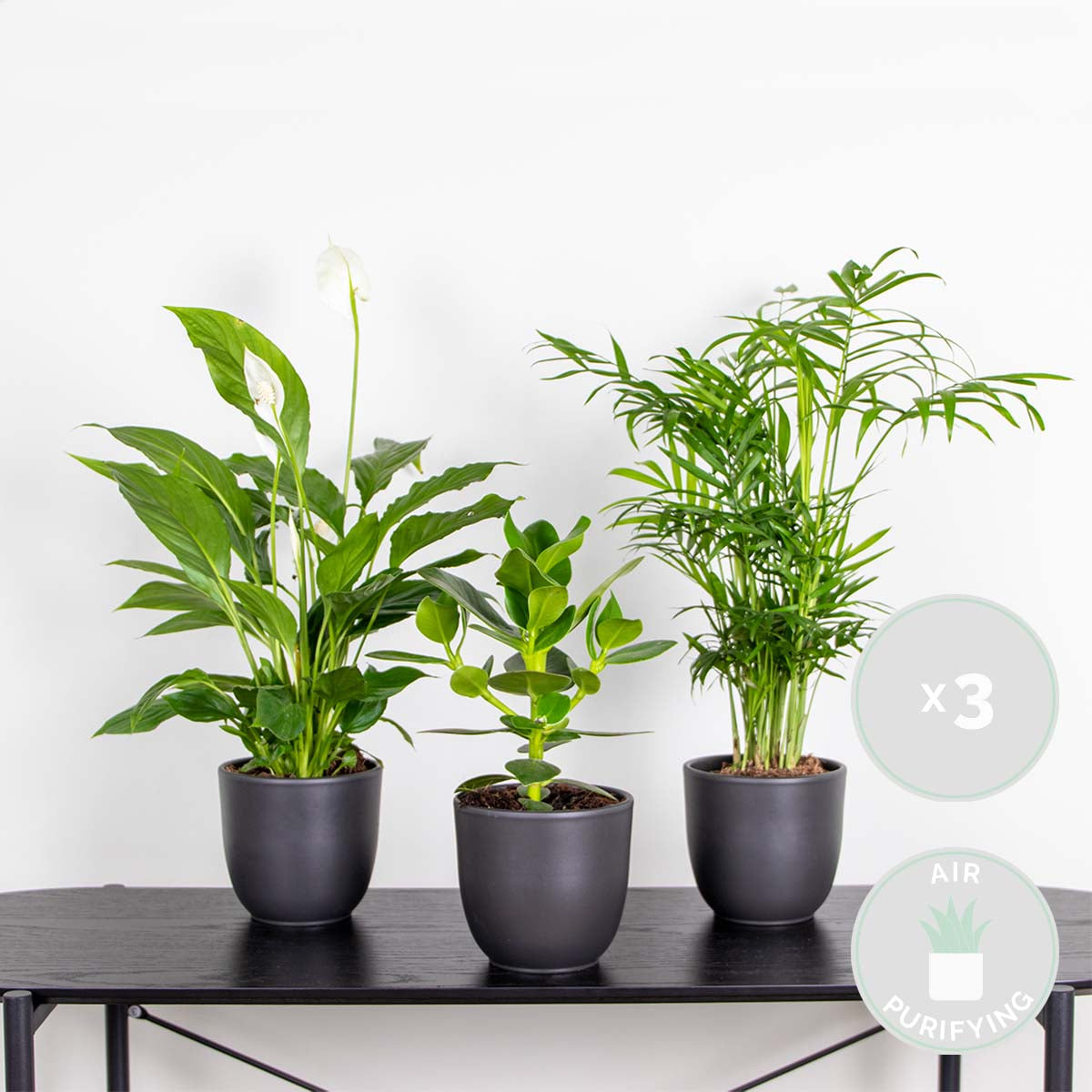 Mélange De 3 Plantes De Chambre – Plante D'Intérieur