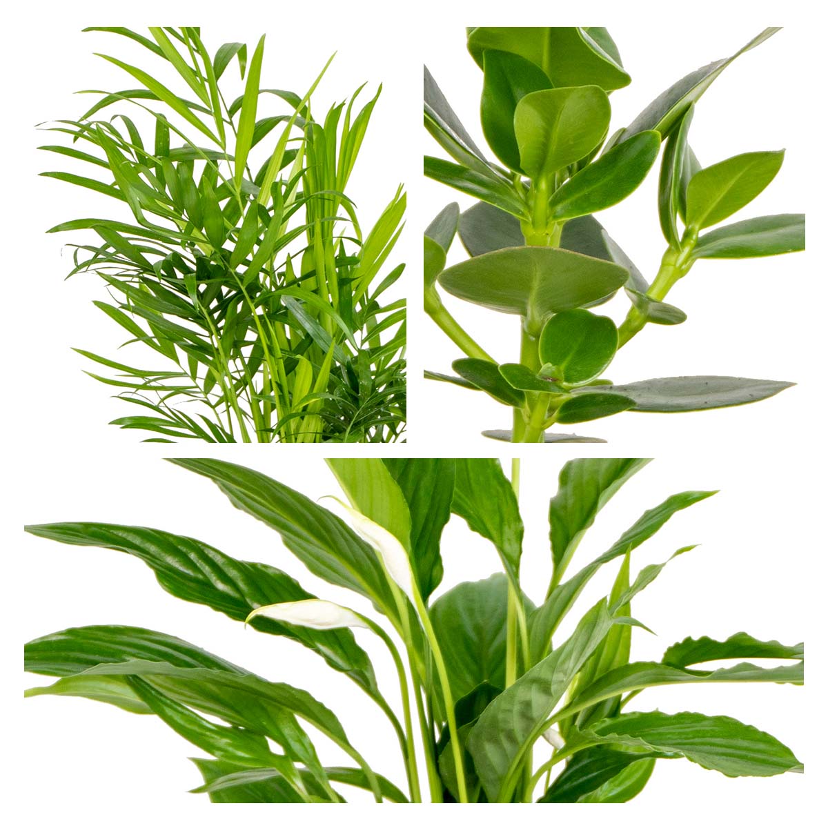 Mélange De 3 Plantes De Chambre – Plante D'Intérieur