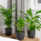 Mélange De 3 Plantes De Chambre – Plante D'Intérieur