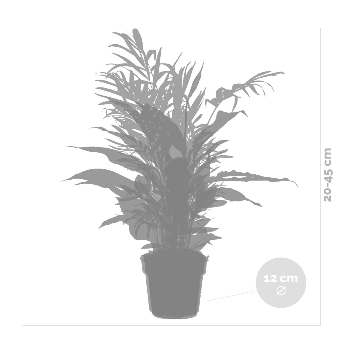 Mélange De 3 Plantes De Chambre – Plante D'Intérieur