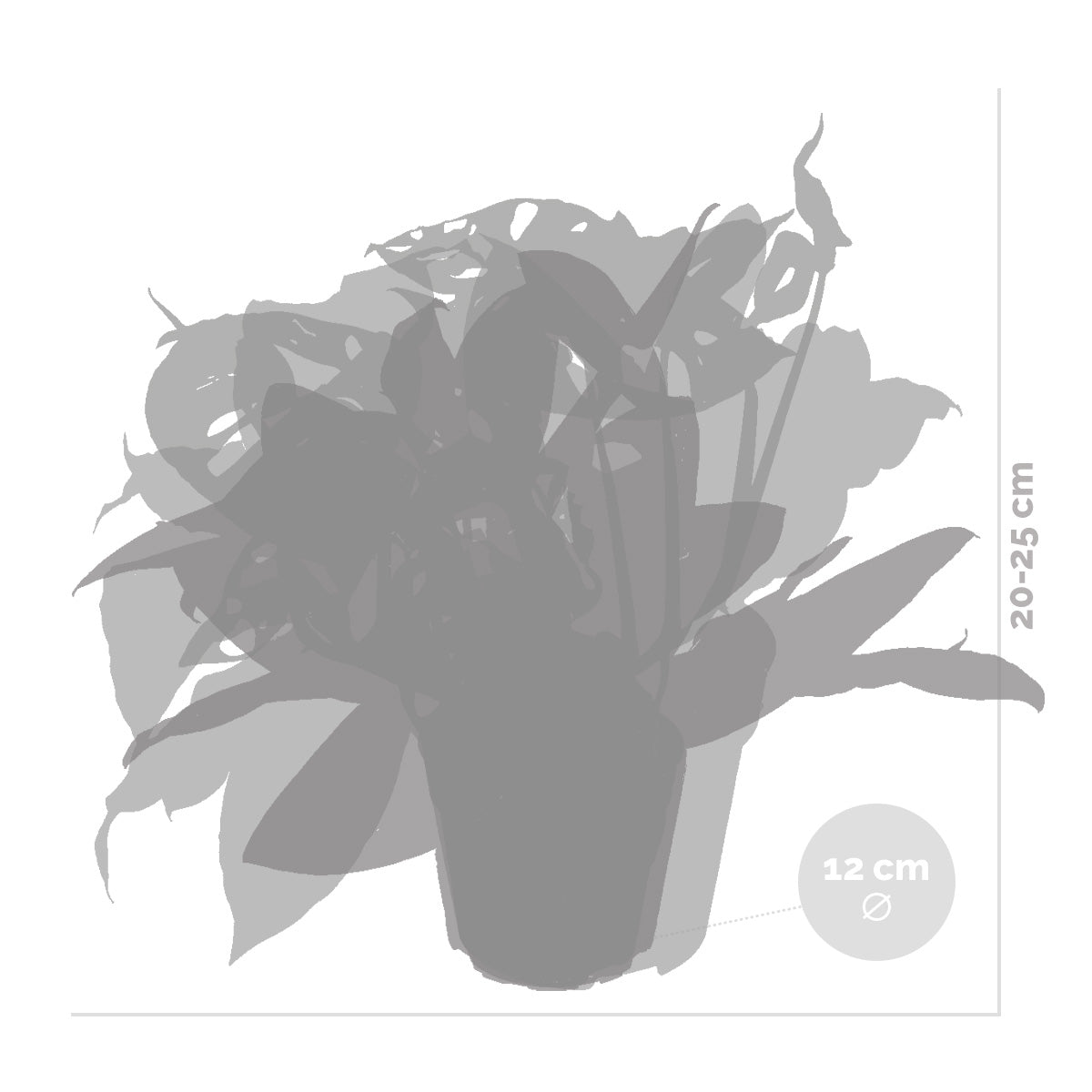 Mélange De 3 Plantes Botaniques – Plante D'Intérieur