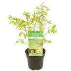 Butterfly Japanese Maple – Outdoor Plant