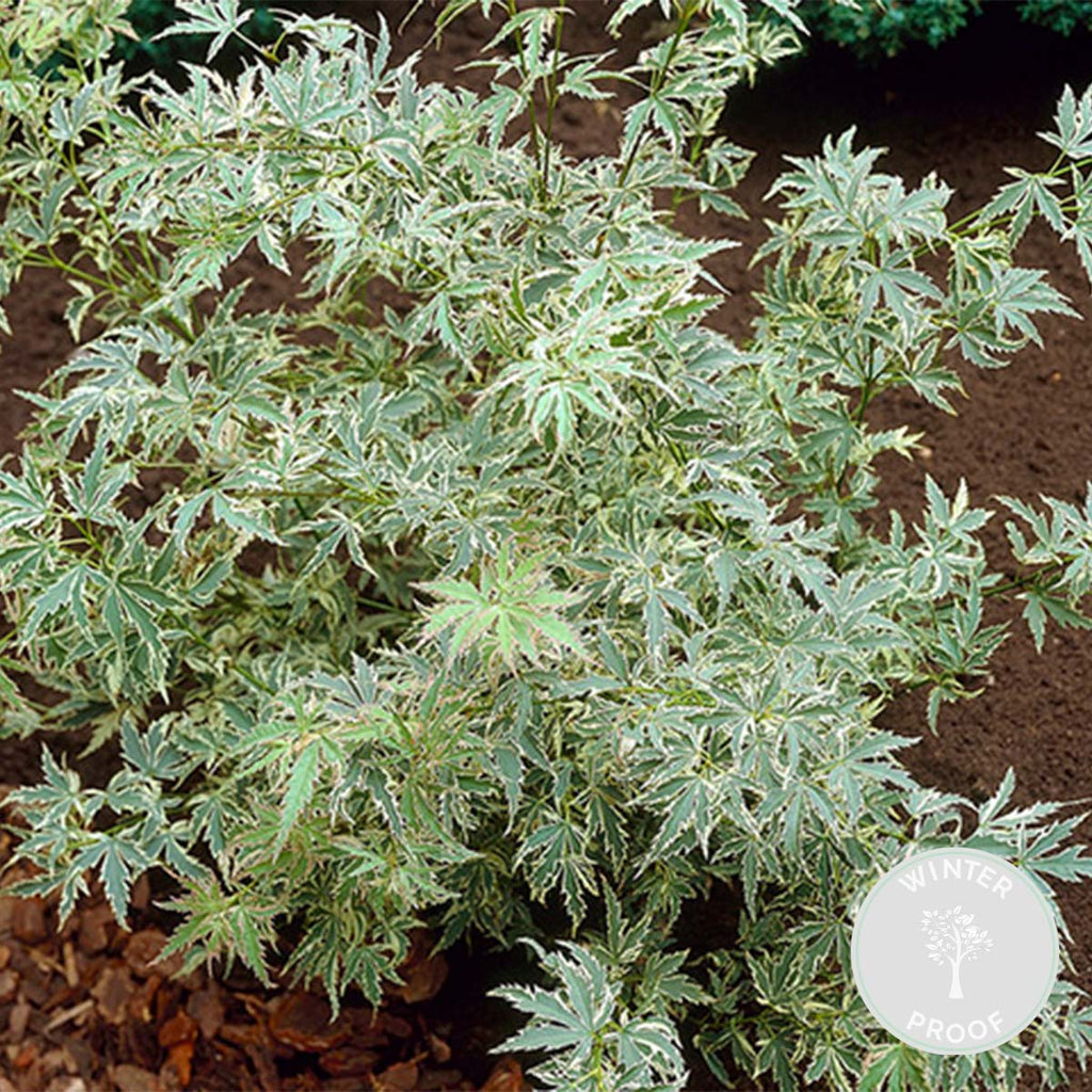 Butterfly Japanese Maple – Outdoor Plant