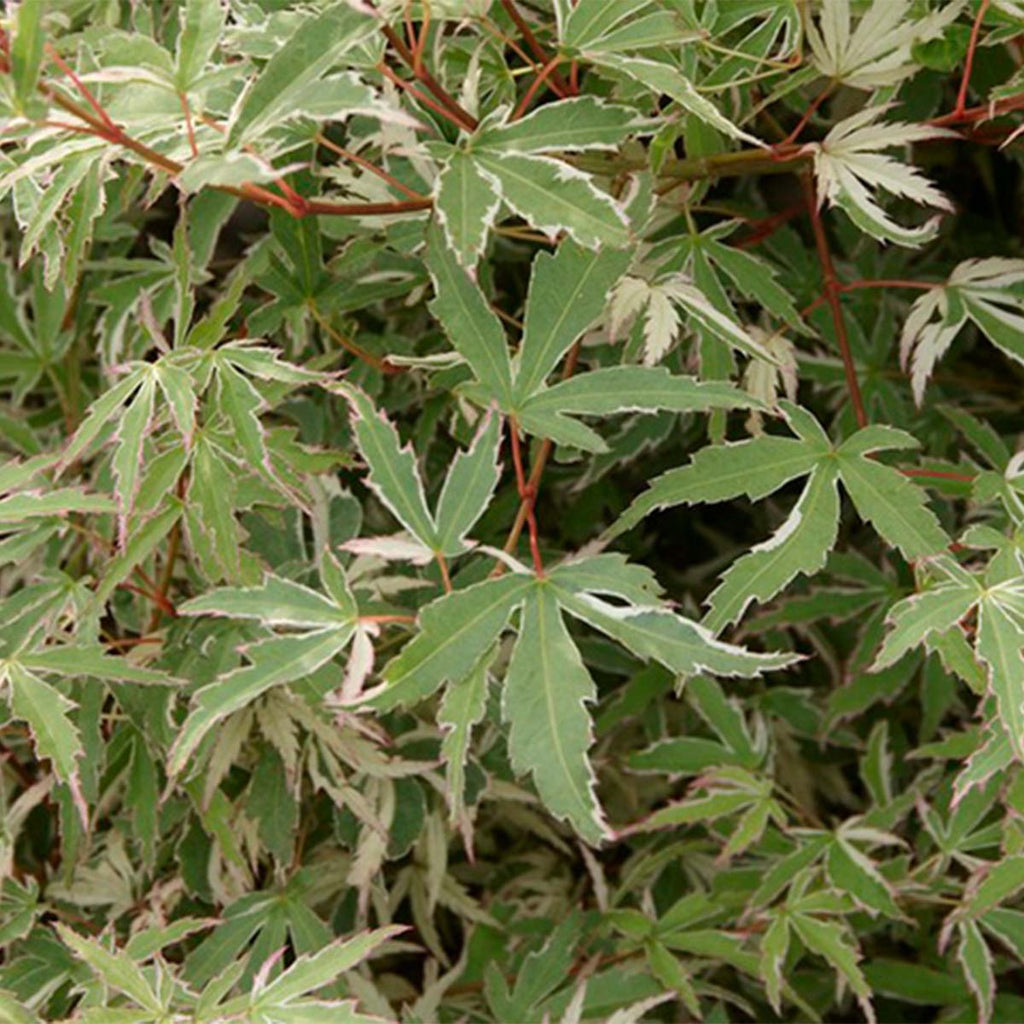 Butterfly Japanese Maple – Outdoor Plant