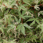 Butterfly Japanese Maple – Outdoor Plant