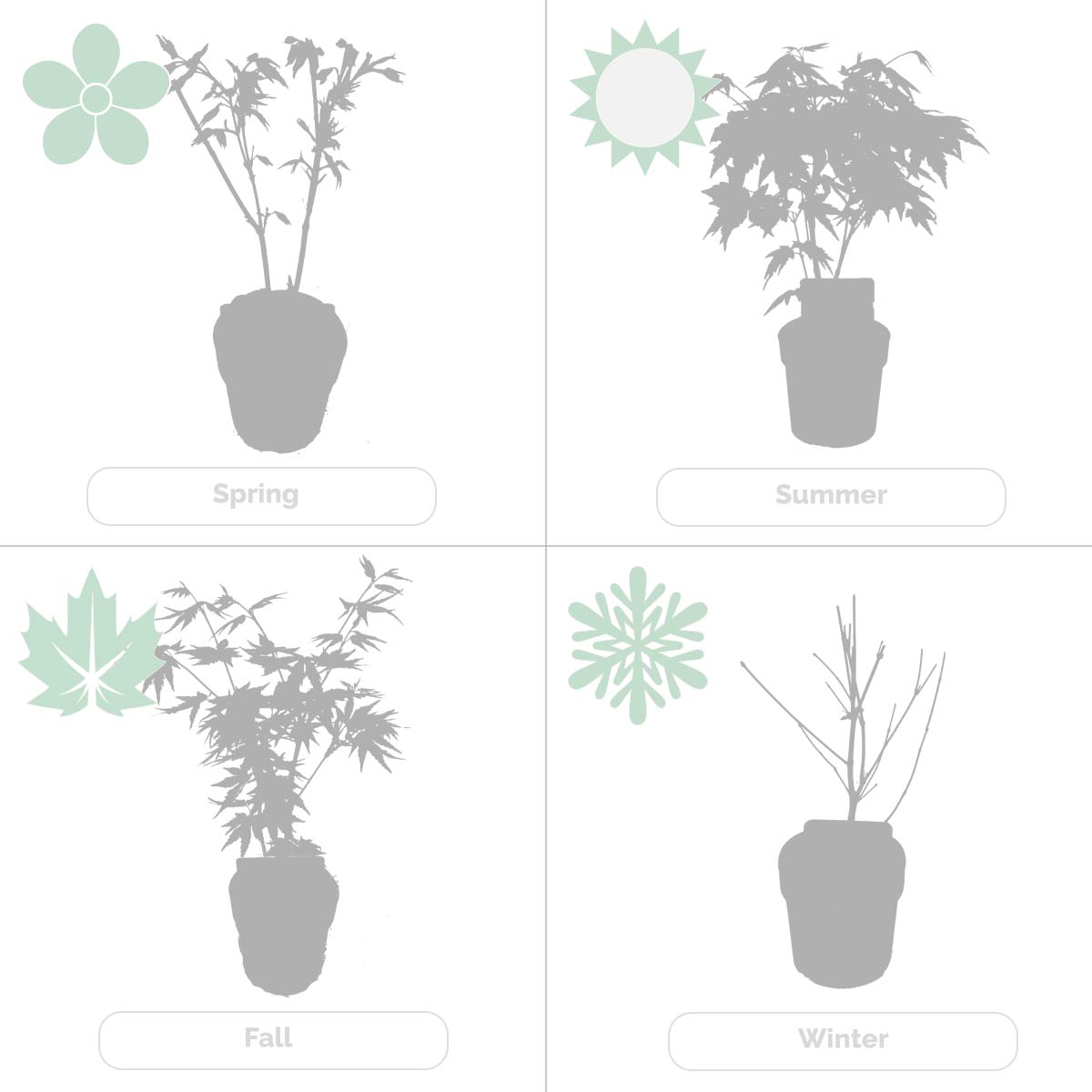 Butterfly Japanese Maple – Outdoor Plant