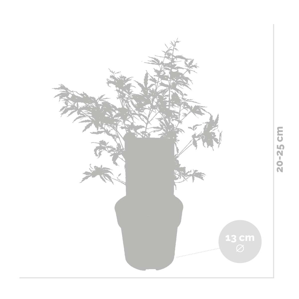 Butterfly Japanese Maple – Outdoor Plant