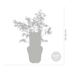 Butterfly Japanese Maple – Outdoor Plant