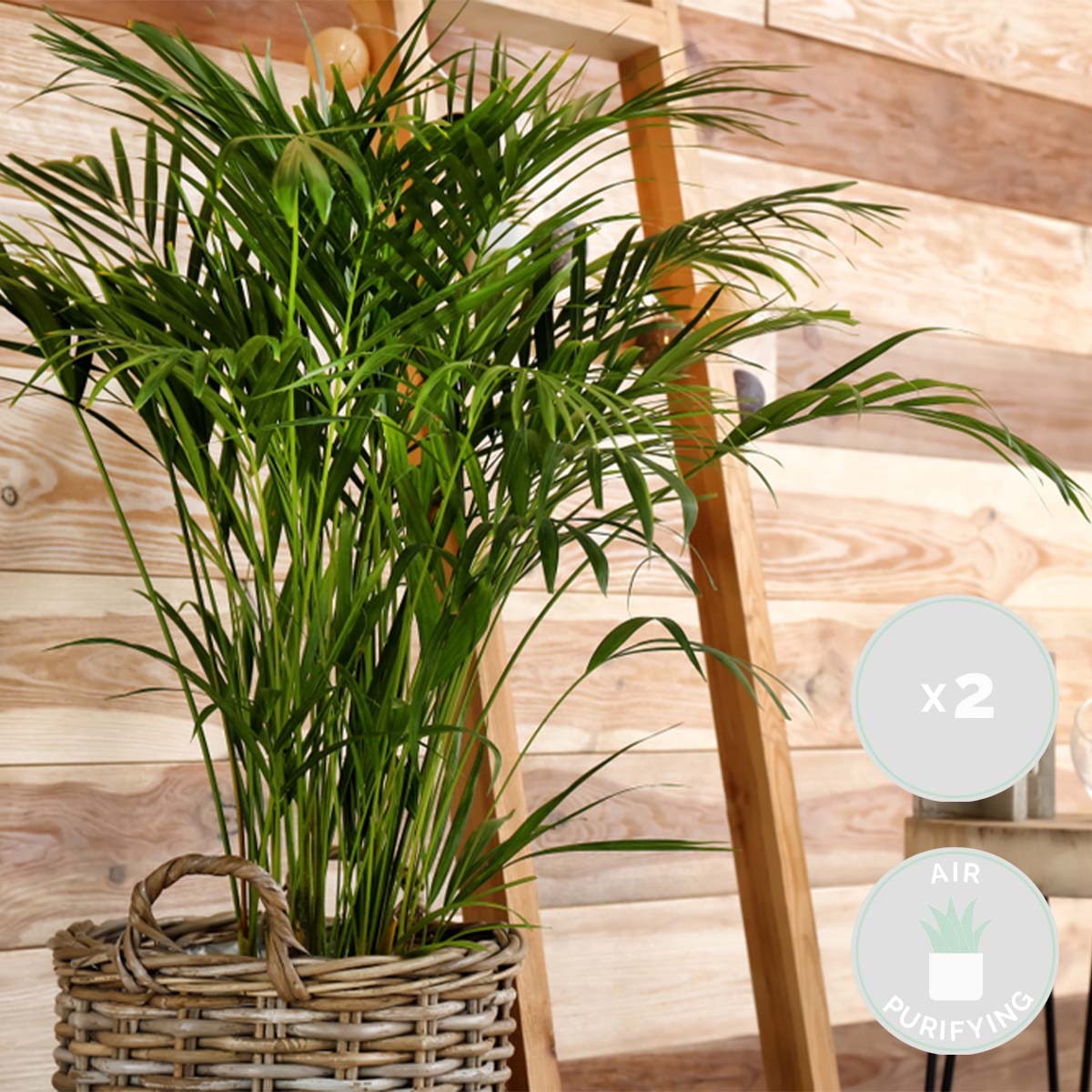 Mezcla de 2 palmeras de interior – Planta de interior