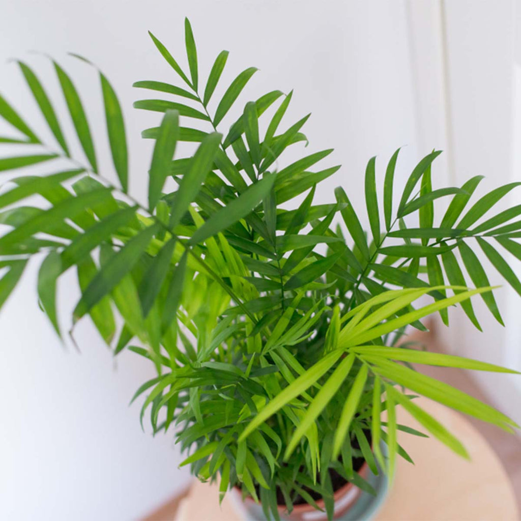 Mezcla de 2 palmeras de interior – Planta de interior