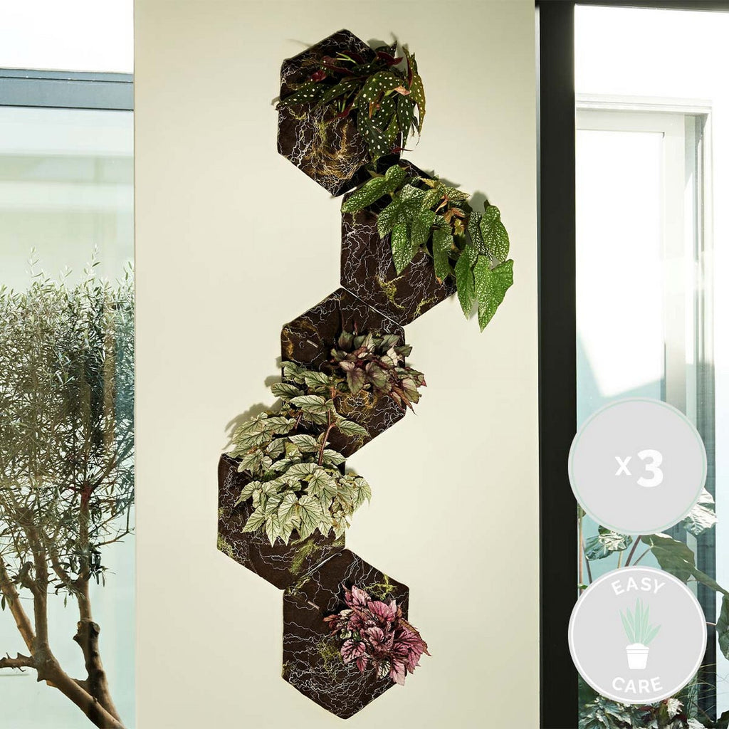 Set of 3 Beleaf Begonias – Houseplant
