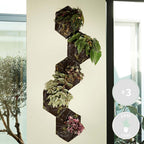 Set of 3 Beleaf Begonias – Houseplant