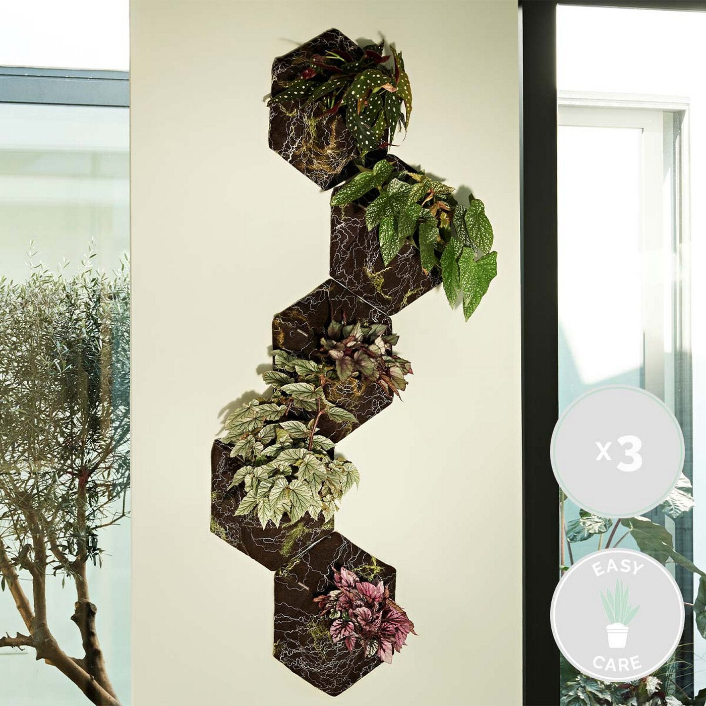 Set of 3 Beleaf Begonias – Houseplant