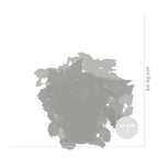 Set of 3 Beleaf Begonias – Houseplant