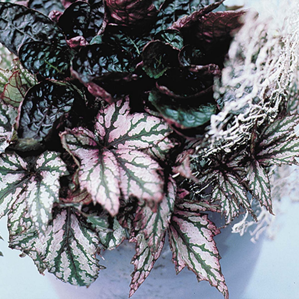 Set of 3 Beleaf Begonias – Houseplant