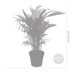 Mezcla de 2 palmeras de interior – Planta de interior