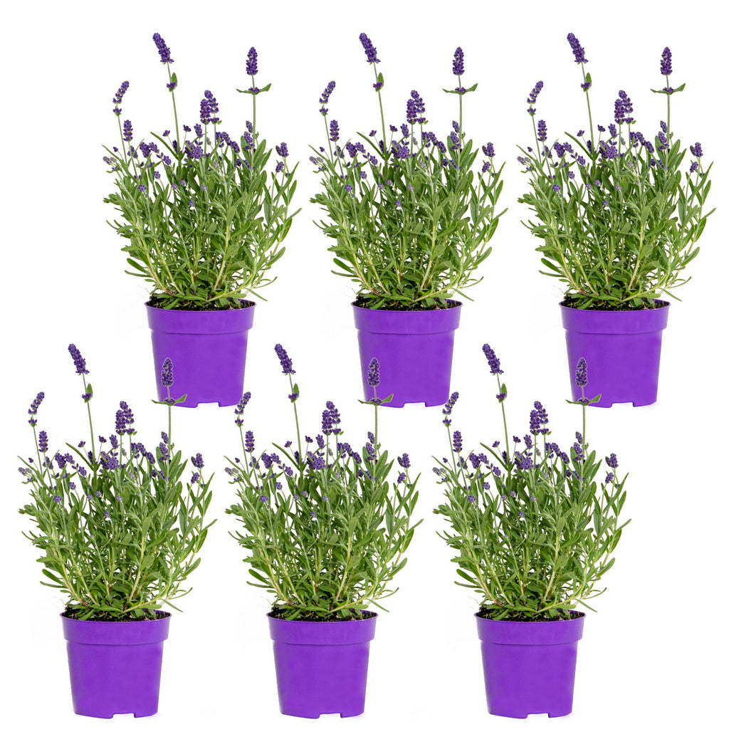Lot De 6 Lavandes – Plante D'Extérieur