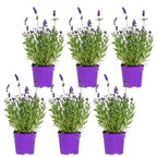 Lot De 6 Lavandes – Plante D'Extérieur