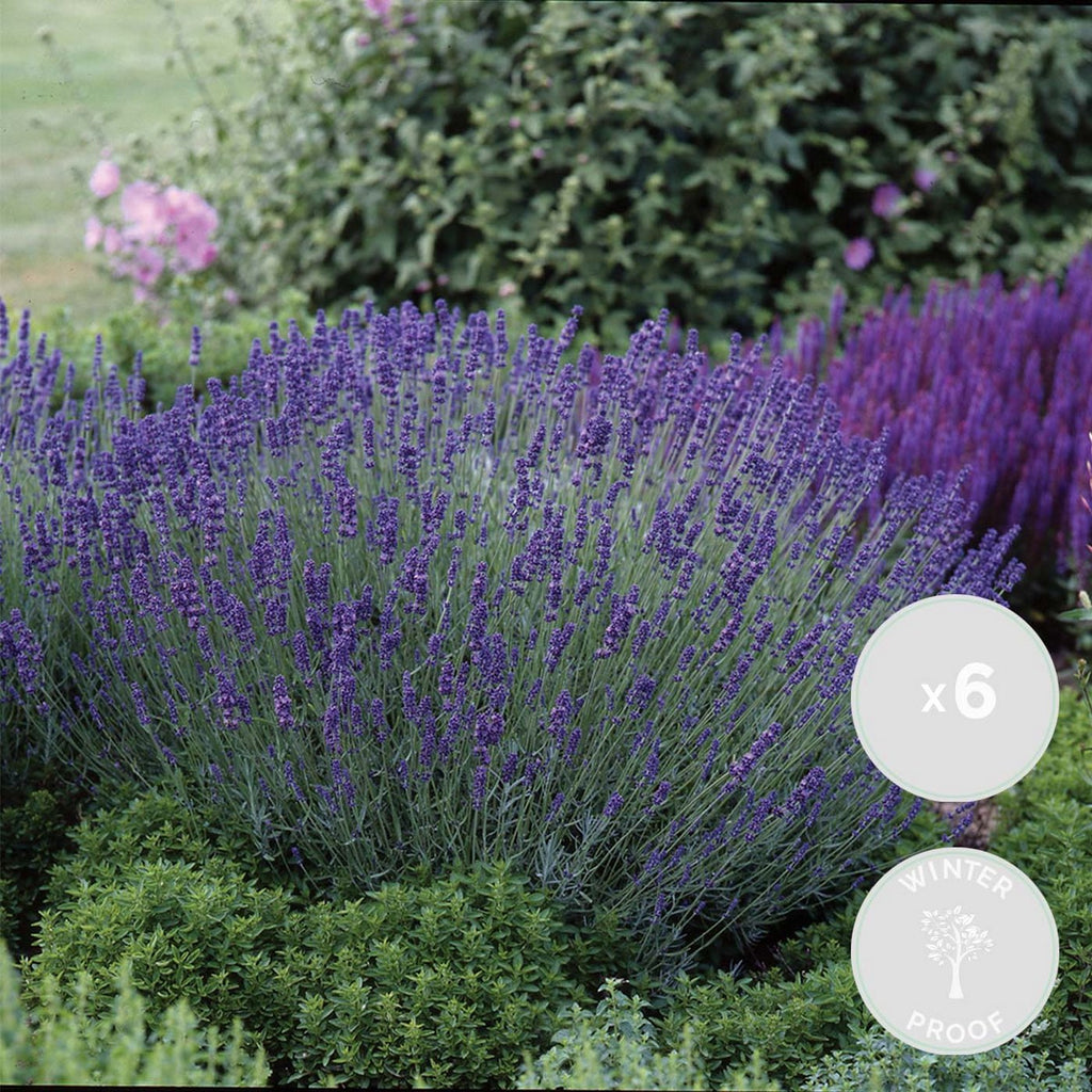 Lot De 6 Lavandes – Plante D'Extérieur