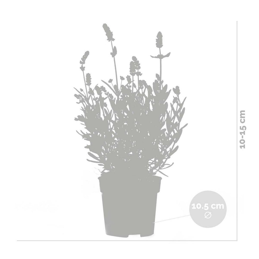 Lot De 6 Lavandes – Plante D'Extérieur