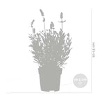 Lot De 6 Lavandes – Plante D'Extérieur