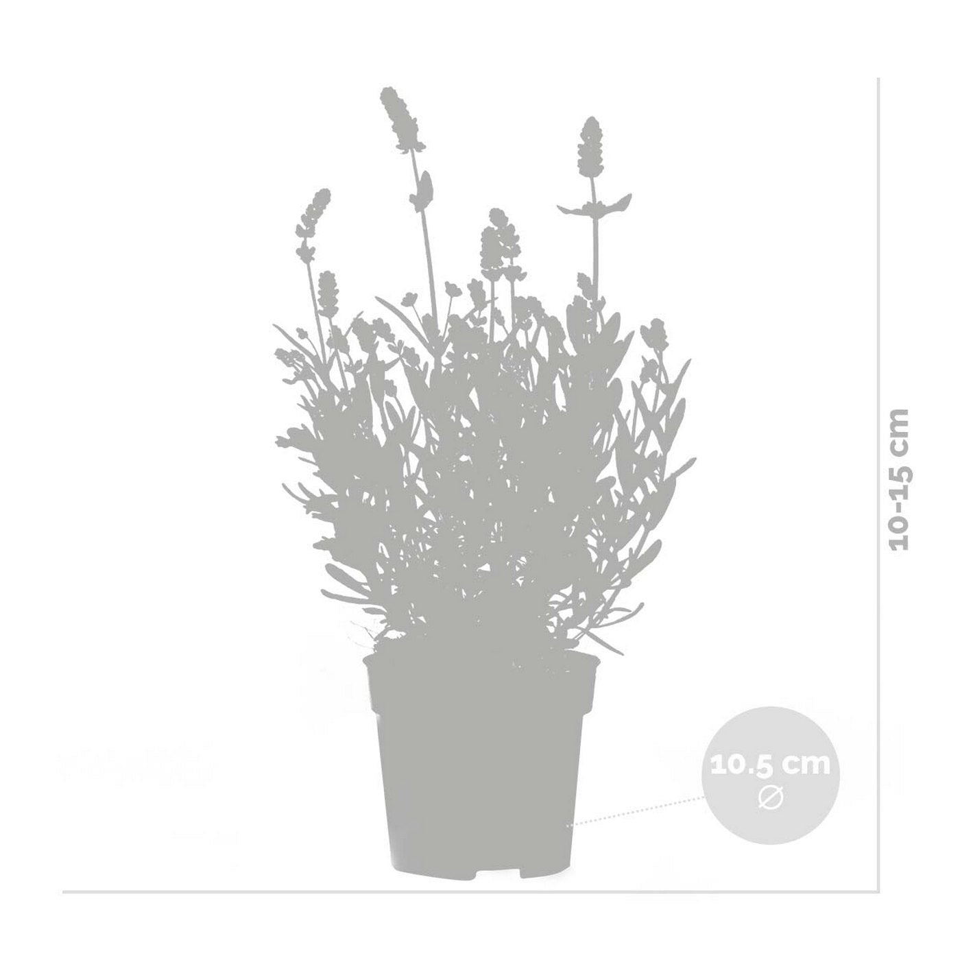 Lot De 6 Lavandes – Plante D'Extérieur