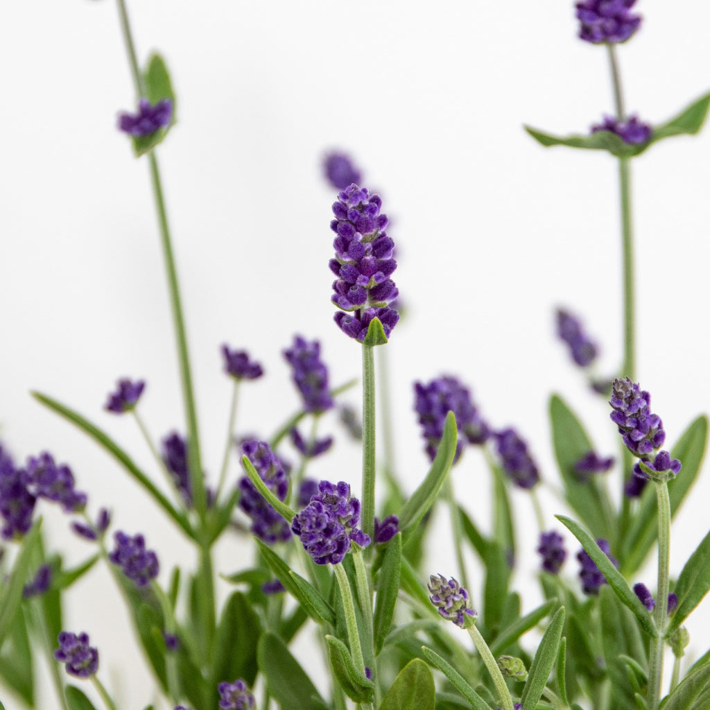 Lot De 6 Lavandes – Plante D'Extérieur