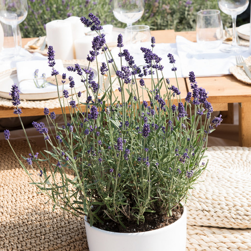 Lot De 6 Lavandes – Plante D'Extérieur