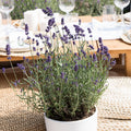Lot De 6 Lavandes – Plante D'Extérieur