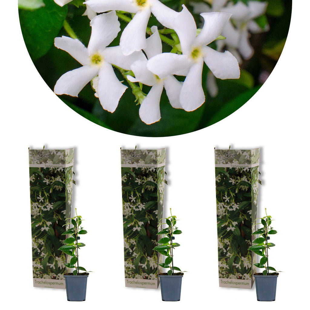 Lot De 3 Jasmins De Toscane – Plante D'Extérieur