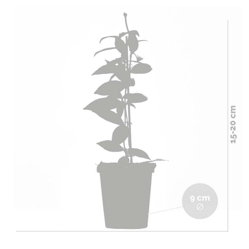 Lot De 3 Jasmins De Toscane – Plante D'Extérieur