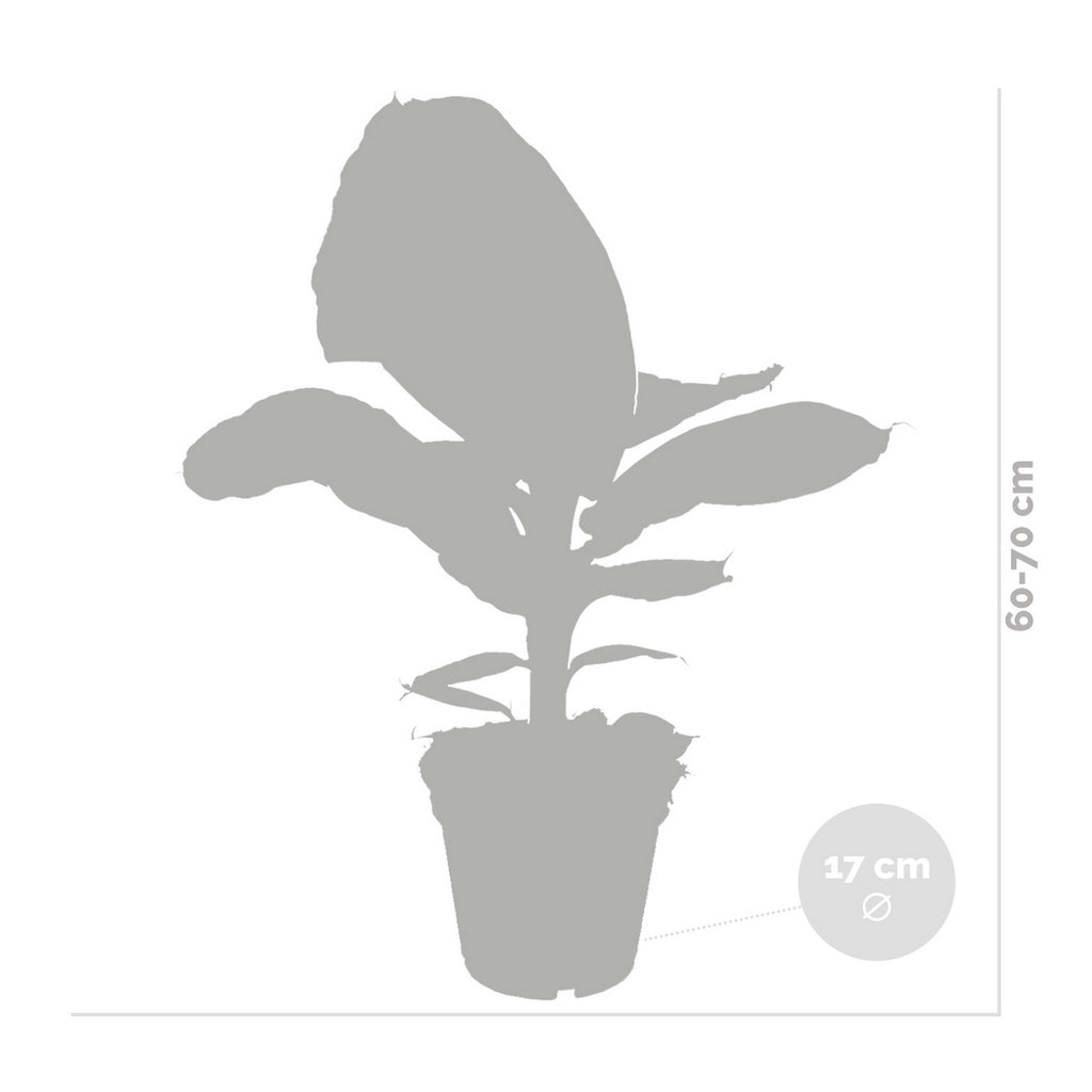 Bananier Musa Tropicana – Plante D'Intérieur