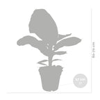 Bananier Musa Tropicana – Plante D'Intérieur
