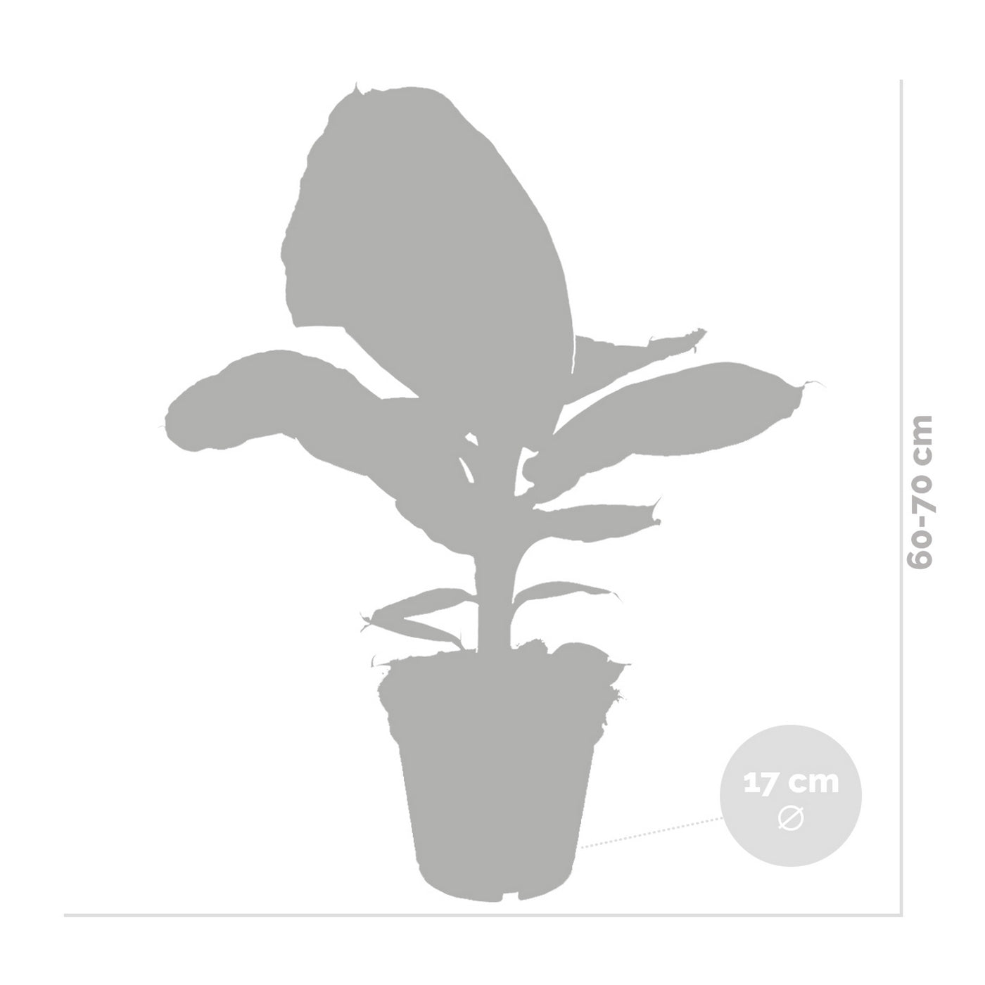 Bananier Musa Tropicana – Plante D'Intérieur