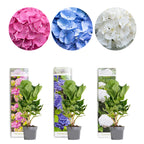 Lot De 3 Hortensias Blanc, Rose Et Bleu – Plante D'Extérieur