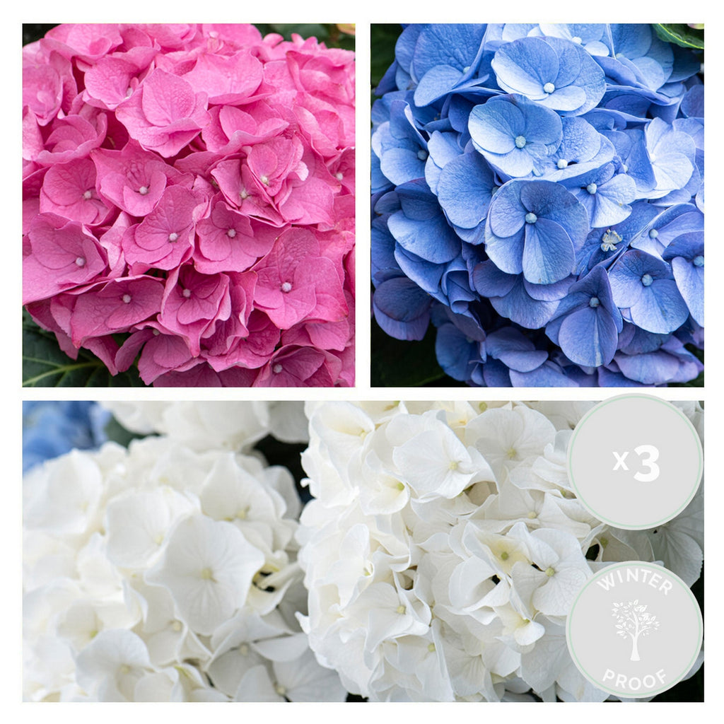 Lot De 3 Hortensias Blanc, Rose Et Bleu – Plante D'Extérieur