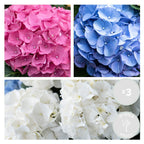 Lot De 3 Hortensias Blanc, Rose Et Bleu – Plante D'Extérieur