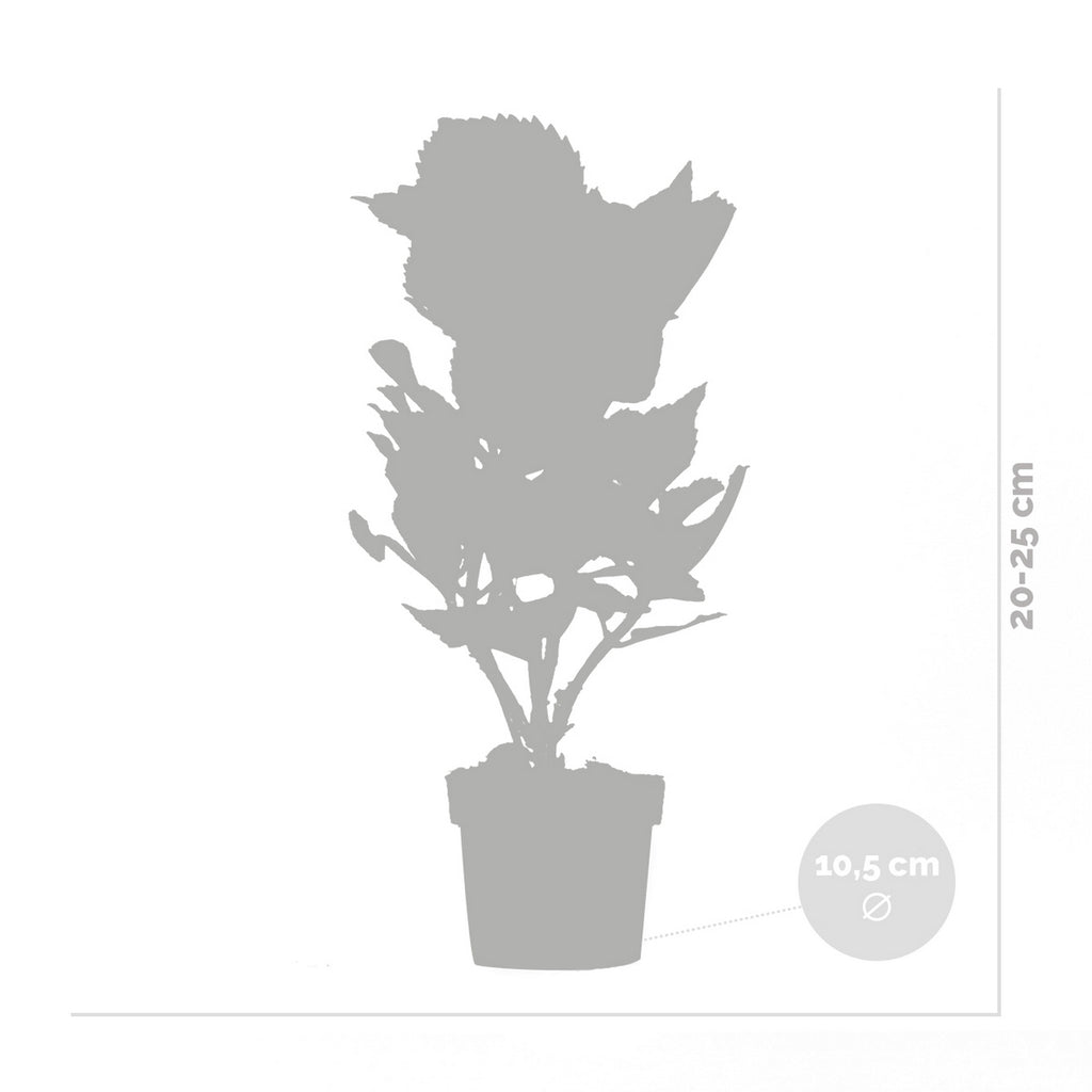Lot De 3 Hortensias Blanc, Rose Et Bleu – Plante D'Extérieur