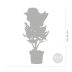 Lot De 3 Hortensias Blanc, Rose Et Bleu – Plante D'Extérieur