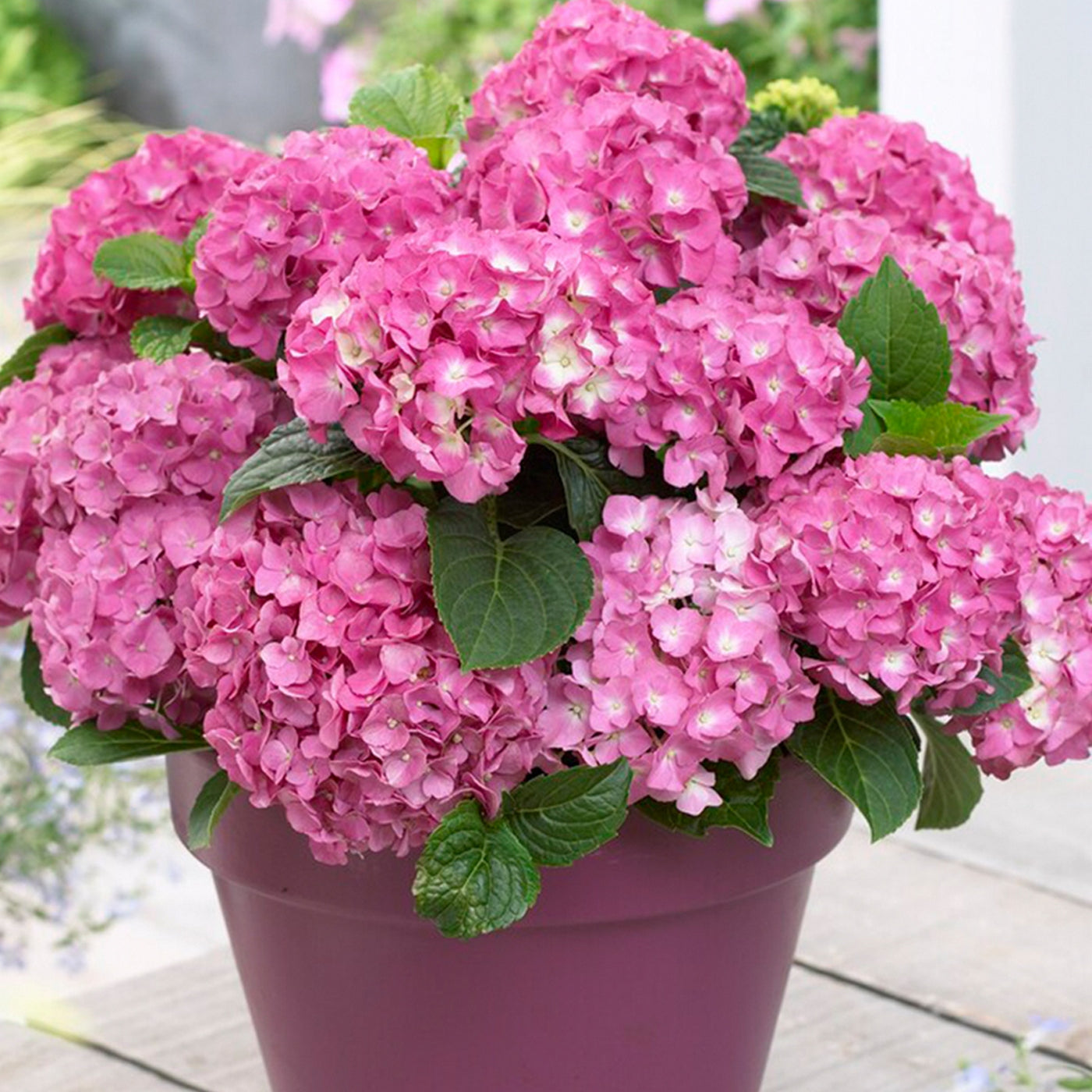 Lot De 3 Hortensias Blanc, Rose Et Bleu – Plante D'Extérieur