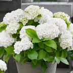 Lot De 3 Hortensias Blanc, Rose Et Bleu – Plante D'Extérieur